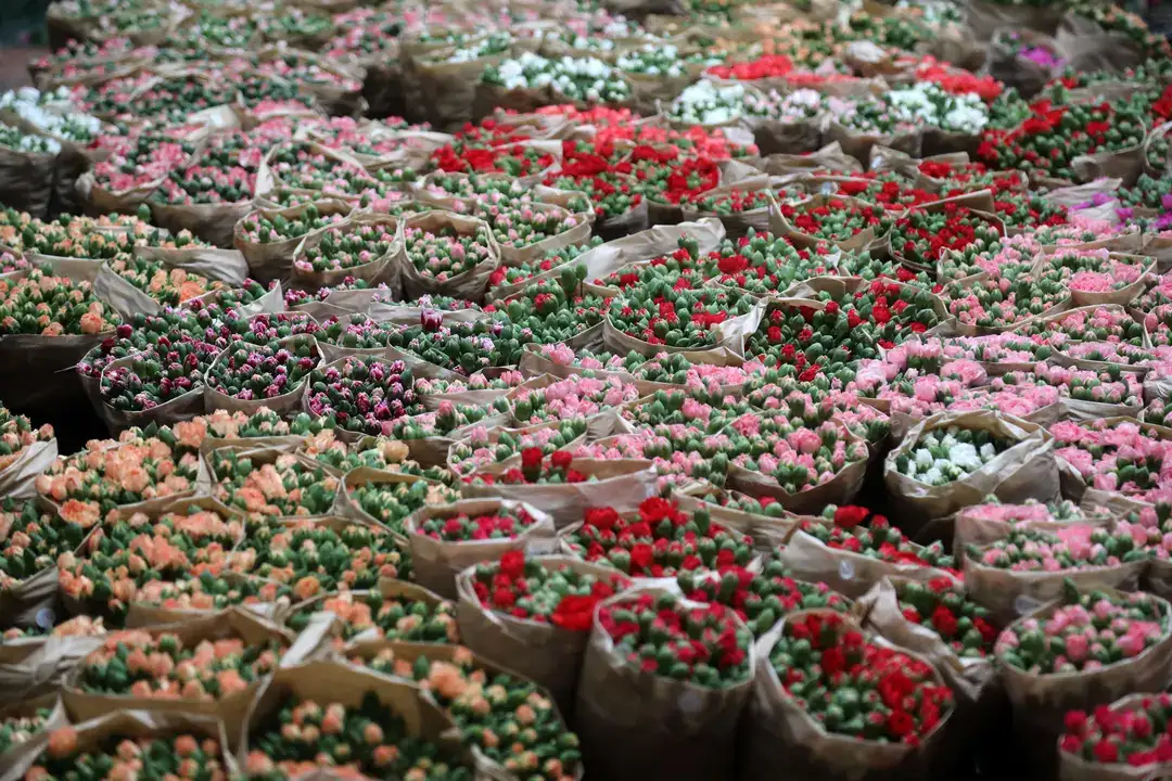 Antalya'dan Dünyaya Aşk Sevkiyatı 4